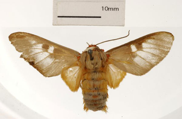 /filer/webapps/moths/media/images/C/curriei_Balacra_ST_USNM_01.jpg
