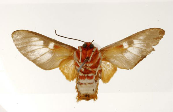/filer/webapps/moths/media/images/C/curriei_Balacra_ST_USNM_02.jpg