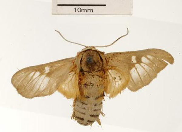 /filer/webapps/moths/media/images/C/curriei_Balacra_ST_USNM_03.jpg
