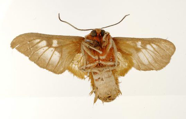 /filer/webapps/moths/media/images/C/curriei_Balacra_ST_USNM_04.jpg