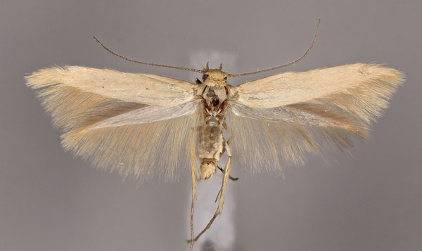 /filer/webapps/moths/media/images/C/curtiphallus_Scythris_HT_ZMUH.jpg