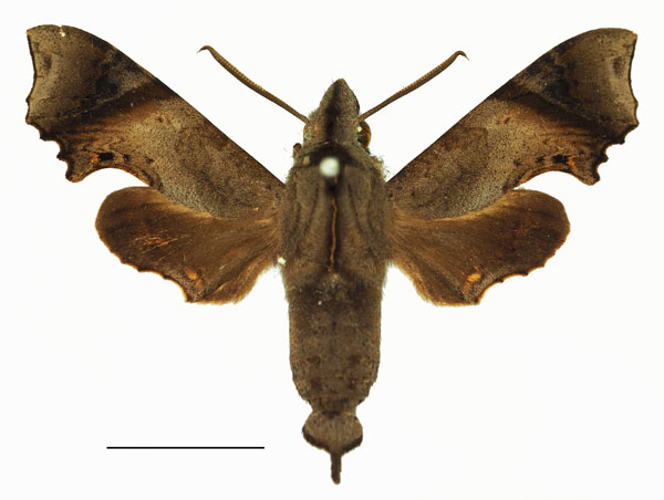 /filer/webapps/moths/media/images/C/curtula_Temnora_AM_Basquin_01a.jpg