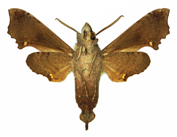 /filer/webapps/moths/media/images/C/curtula_Temnora_AM_Basquin_01b.jpg