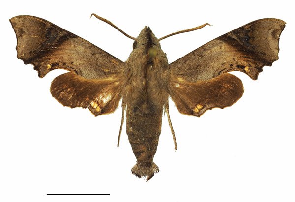 /filer/webapps/moths/media/images/C/curtula_Temnora_AM_Basquin_02.jpg