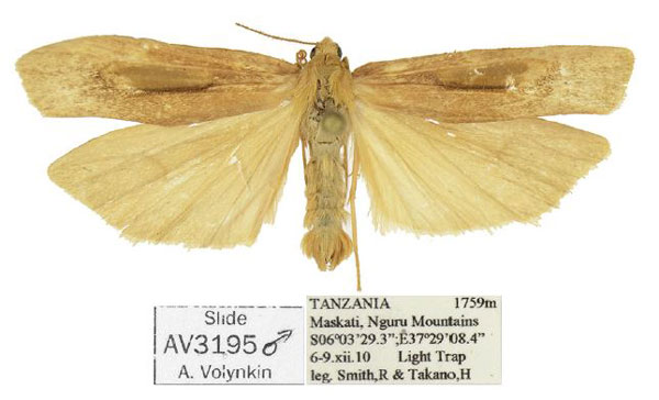 /filer/webapps/moths/media/images/C/curva_Lophilema_HT_ANHRT.jpg