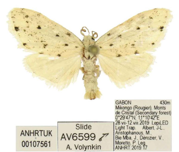 /filer/webapps/moths/media/images/C/curvalva_Siccia_PTM_ANHRT.jpg