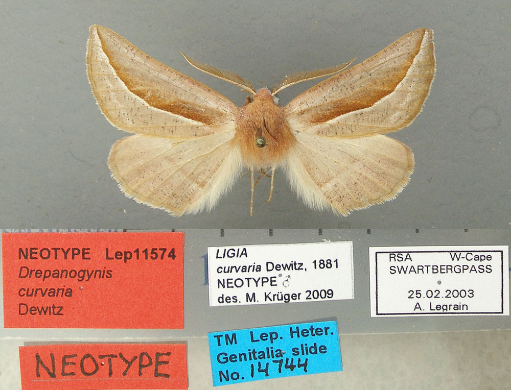 /filer/webapps/moths/media/images/C/curvaria_Drepanogynis_NT_TMSA.jpg