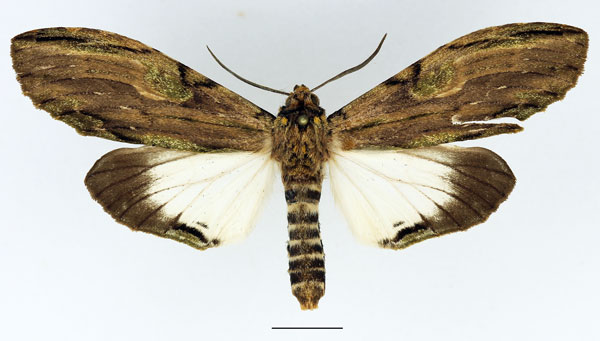 /filer/webapps/moths/media/images/C/curvatula_Scaeopteryx_AM_Basquin_01.jpg