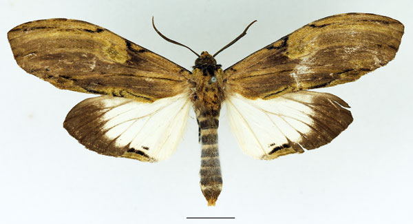 /filer/webapps/moths/media/images/C/curvatula_Scaeopteryx_AM_Basquin_02.jpg