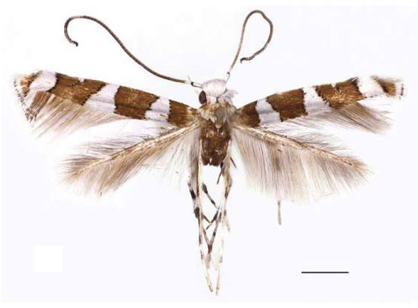 /filer/webapps/moths/media/images/C/curvatum_Cryptolectica_HT_RBINS.jpg