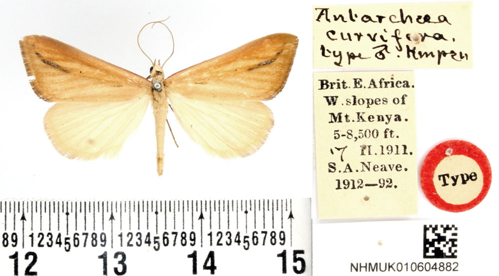 /filer/webapps/moths/media/images/C/curvifera_Antarchaea_HT_BMNH.jpg