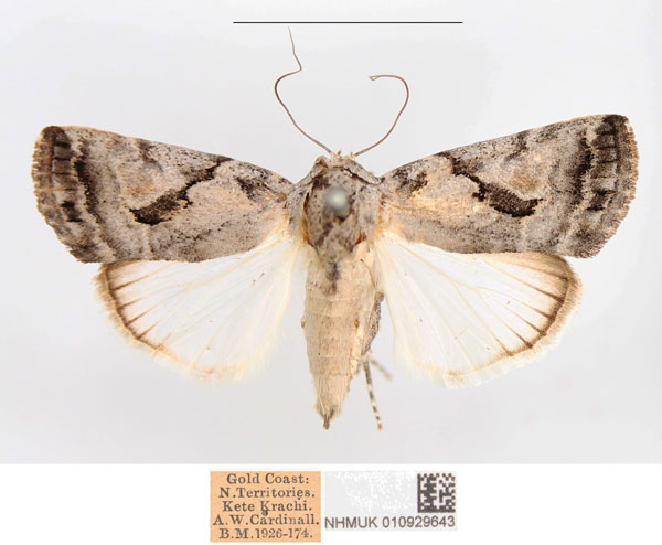 /filer/webapps/moths/media/images/C/curvifera_Bryophilopsis_AF_NHMUK.jpg