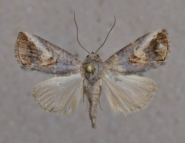 /filer/webapps/moths/media/images/C/curvifera_Bryophilopsis_A_Butler.jpg