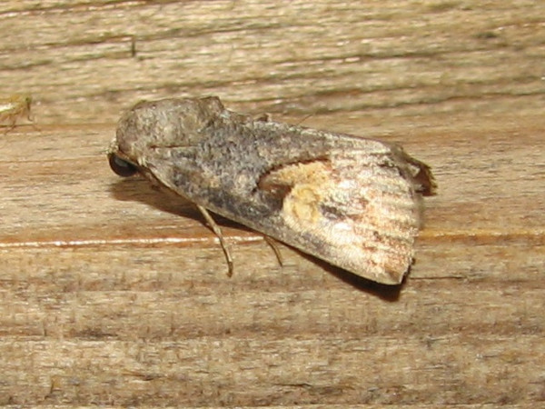 /filer/webapps/moths/media/images/C/curvifera_Bryophilopsis_A_Goff_01.jpg