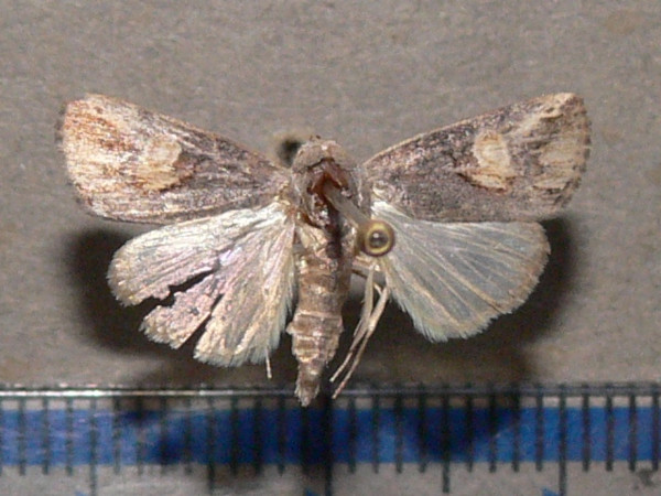 /filer/webapps/moths/media/images/C/curvifera_Bryophilopsis_A_Goff_02.jpg