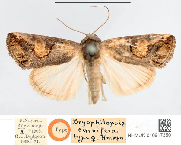 /filer/webapps/moths/media/images/C/curvifera_Bryophilopsis_HT_NHMUK.jpg