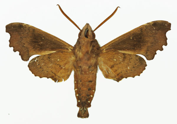 /filer/webapps/moths/media/images/C/curvilimes_Temnora_AM_Basquin_01b.jpg