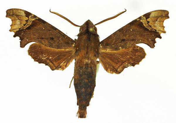 /filer/webapps/moths/media/images/C/curvilimes_Temnora_AM_Basquin_02a.jpg
