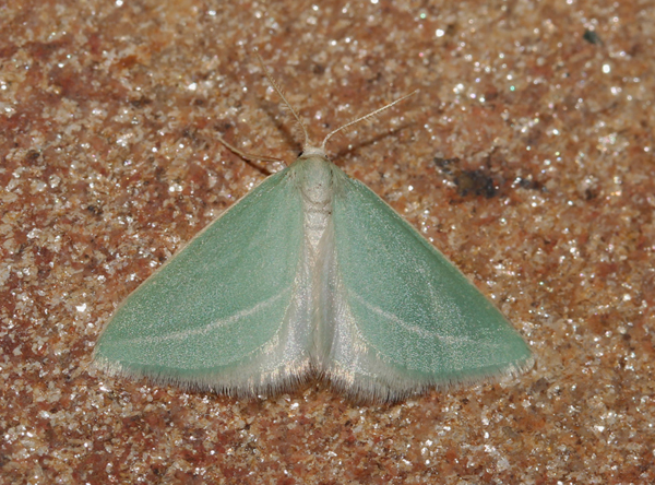/filer/webapps/moths/media/images/C/curvilinea_Acidaliastis_A_Roland_04.jpg