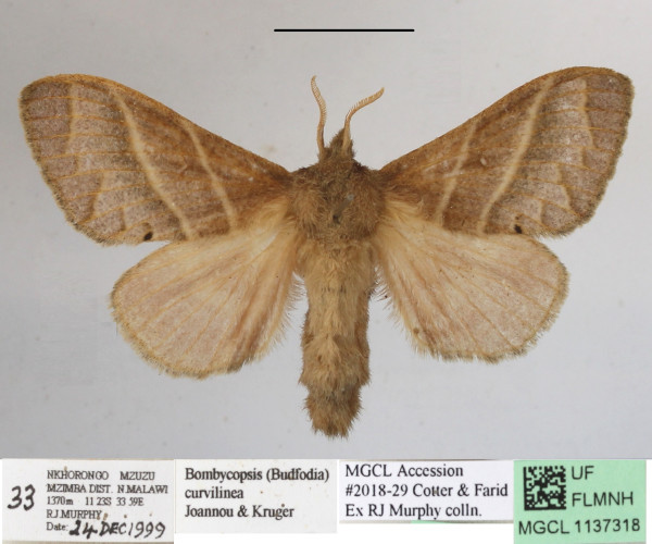 /filer/webapps/moths/media/images/C/curvilinea_Bombycopsis_AF_MGCLa_02.JPG
