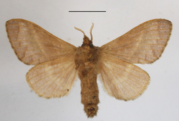 /filer/webapps/moths/media/images/C/curvilinea_Bombycopsis_AF_MGCLb_02.JPG