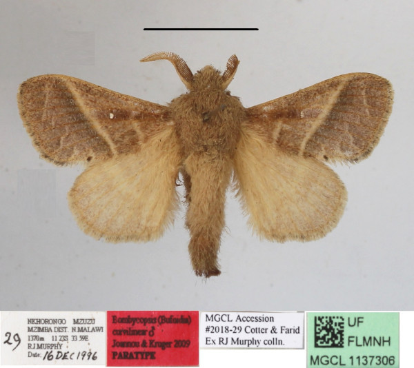 /filer/webapps/moths/media/images/C/curvilinea_Bombycopsis_PTM_MGCLa_01.JPG