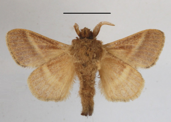 /filer/webapps/moths/media/images/C/curvilinea_Bombycopsis_PTM_MGCLb_01.JPG