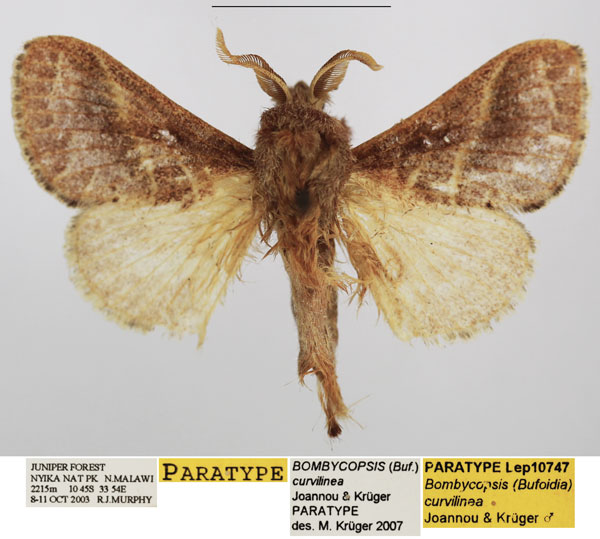 /filer/webapps/moths/media/images/C/curvilinea_Bombycopsis_PTM_TMSA.jpg