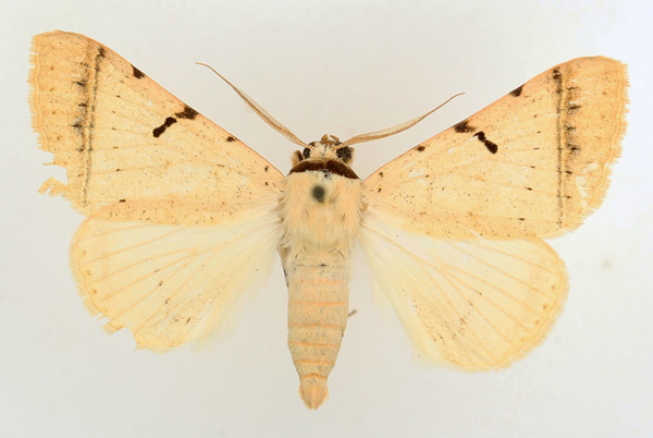 /filer/webapps/moths/media/images/C/curvilinea_Ctenusa_AM_TMSA_01.jpg