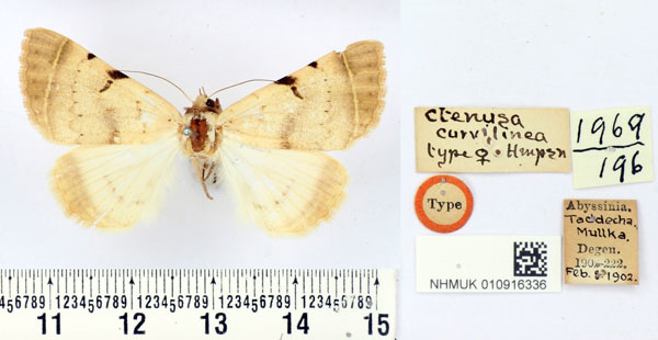 /filer/webapps/moths/media/images/C/curvilinea_Ctenusa_HT_BMNH.jpg