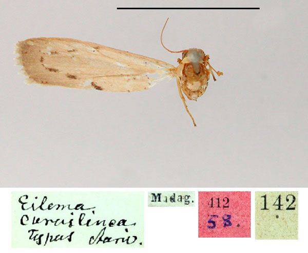 /filer/webapps/moths/media/images/C/curvilinea_Eilema_ST_SNHM.jpg