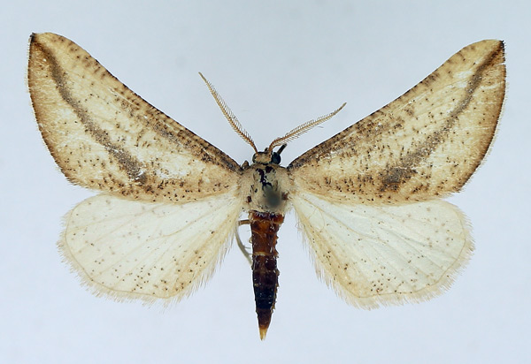 /filer/webapps/moths/media/images/C/curvilinea_Hebdomophruda_AF_TMSA.jpg