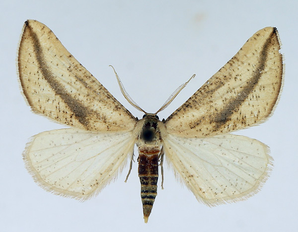 /filer/webapps/moths/media/images/C/curvilinea_Hebdomophruda_AM_TMSA.jpg