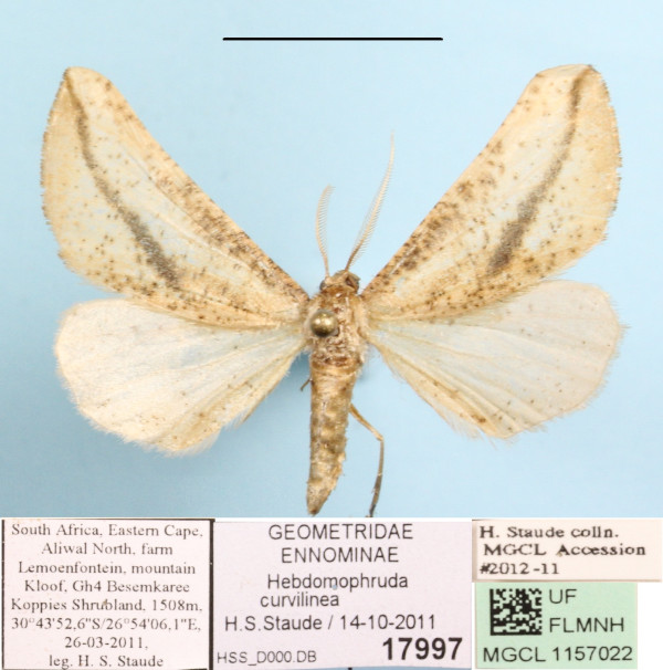 /filer/webapps/moths/media/images/C/curvilinea_Hebdomophruda_A_MGCLa_01.JPG