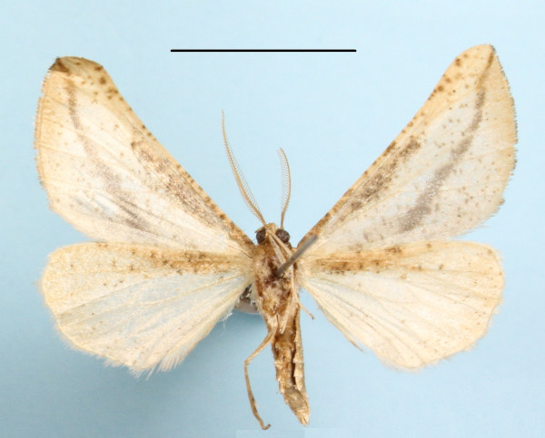 /filer/webapps/moths/media/images/C/curvilinea_Hebdomophruda_A_MGCLb_01.JPG