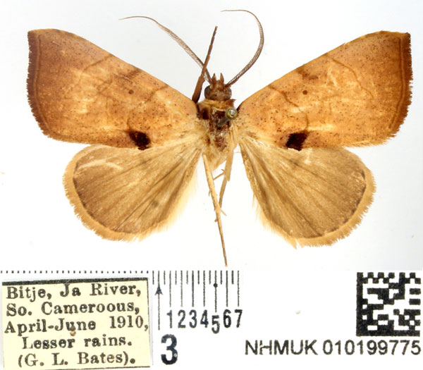 /filer/webapps/moths/media/images/C/curvilinea_Marcipa_AM_BMNH.jpg