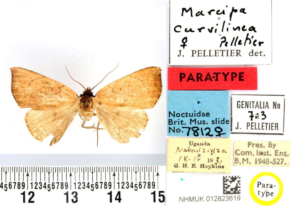 /filer/webapps/moths/media/images/C/curvilinea_Marcipa_PTF_BMNH.jpg