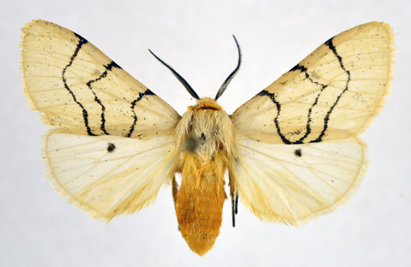 /filer/webapps/moths/media/images/C/curvilinea_Spilosoma_AM_NHMO.jpg