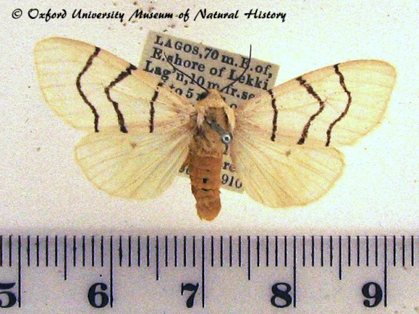 /filer/webapps/moths/media/images/C/curvilinea_Spilosoma_A_OUMNH.jpg