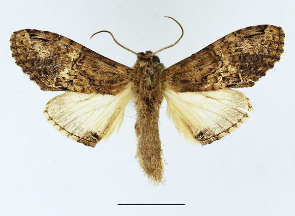 /filer/webapps/moths/media/images/C/curvilinea_Stemmatophalera_AF_Basquin.jpg