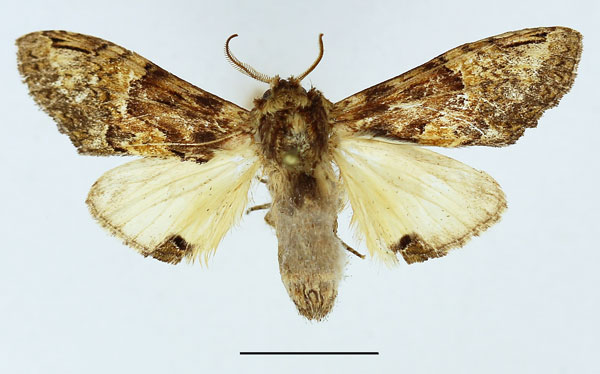 /filer/webapps/moths/media/images/C/curvilinea_Stemmatophalera_AM_Basquin.jpg