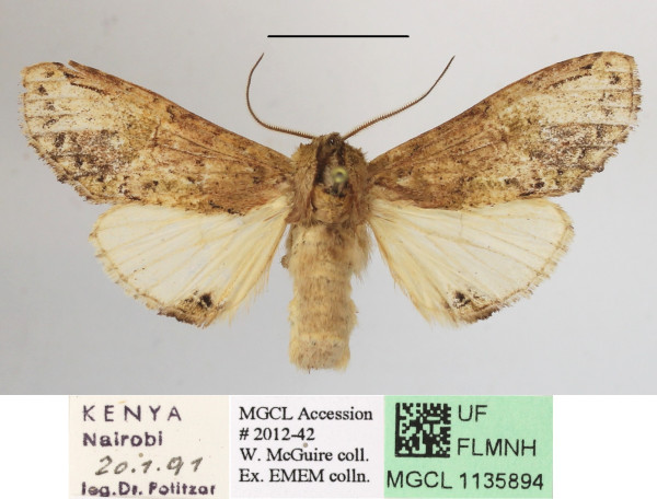 /filer/webapps/moths/media/images/C/curvilinea_Stemmatophalera_A_MGCLa_02.JPG