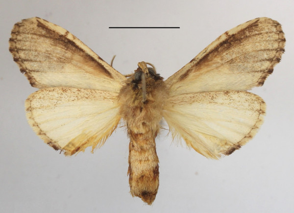 /filer/webapps/moths/media/images/C/curvilinea_Stemmatophalera_A_MGCLb_01.JPG
