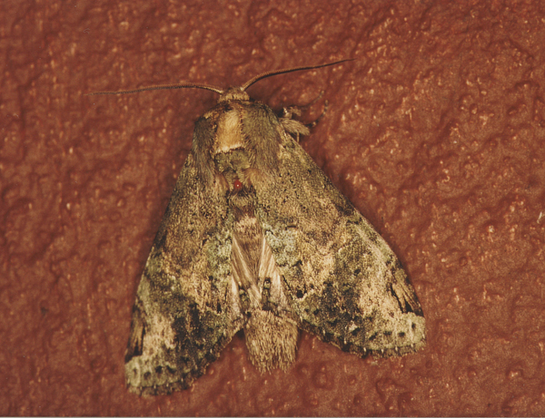 /filer/webapps/moths/media/images/C/curvilinea_Stemmatophalera_A_Roland_01.jpg