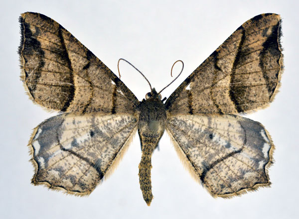 /filer/webapps/moths/media/images/C/curvilineata_Chiasmia_AM_NHMO.jpg