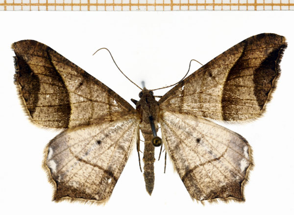 /filer/webapps/moths/media/images/C/curvilineata_Chiasmia_A_DePrins.jpg