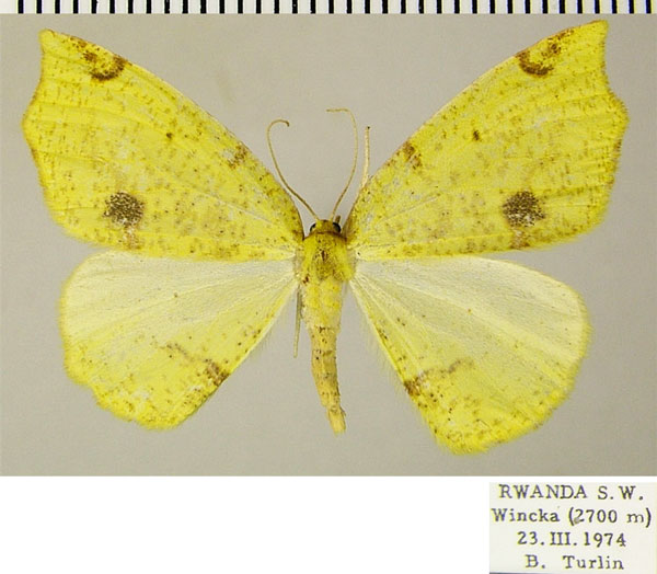 /filer/webapps/moths/media/images/C/curvimargo_Epigynopteryx_AF_ZSM.jpg