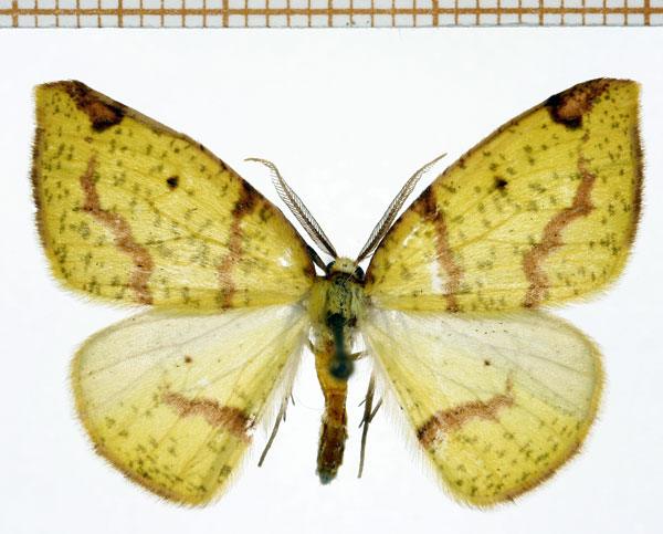 /filer/webapps/moths/media/images/C/curvimargo_Epigynopteryx_AM_DePrins.jpg