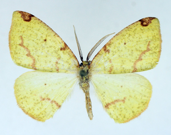 /filer/webapps/moths/media/images/C/curvimargo_Epigynopteryx_AM_TMSA.jpg