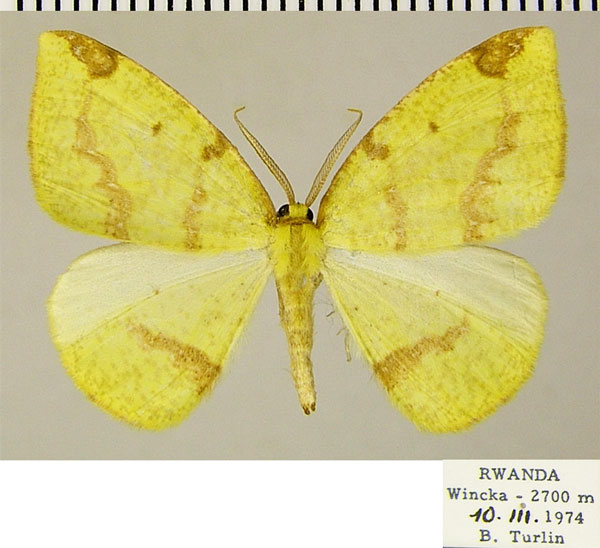 /filer/webapps/moths/media/images/C/curvimargo_Epigynopteryx_AM_ZSMa.jpg